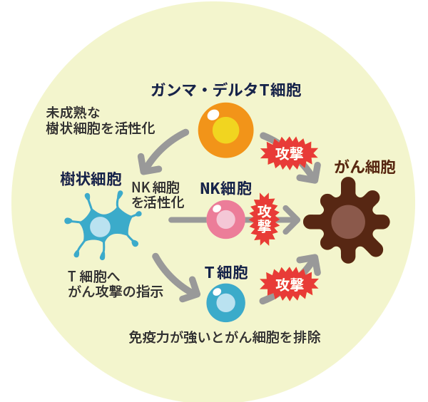 がん細胞を攻撃する免疫細胞の働き